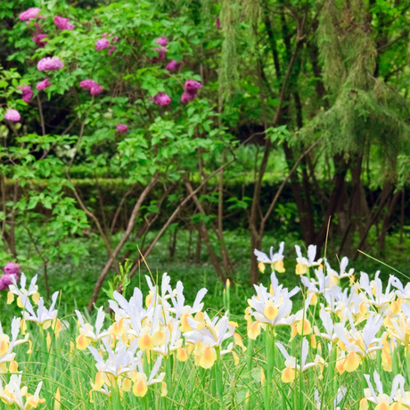 Městská 
parková zeleň 
a výsadba